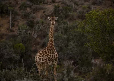 Giraffe WIldlife