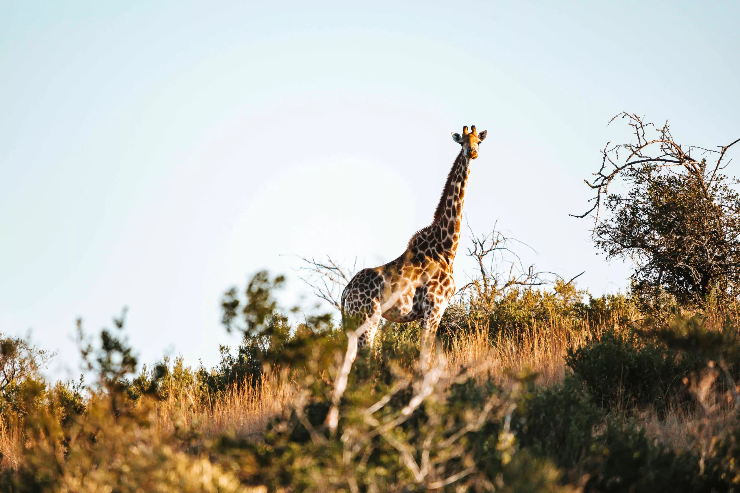 Giraffe at Rockdell Lodge Stutterheim